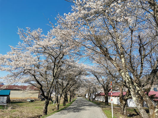 永田の桜並木