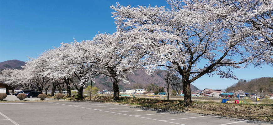 堤防の桜を上の駐車場から撮影