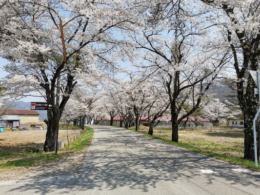 永田の桜並木