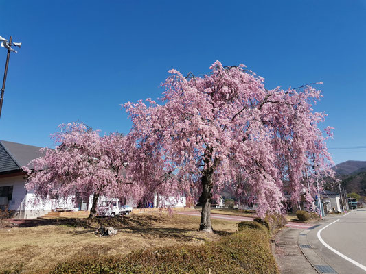 びわの影運動公園入口の桜（開花は1週間以上遅い）