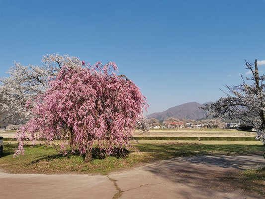 枝垂れ桜も何本か。少し遅れて咲く。対岸の桜も美しい！