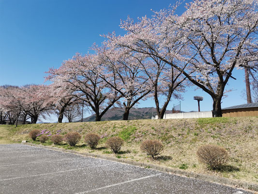 堤防の桜を下の駐車場から撮影