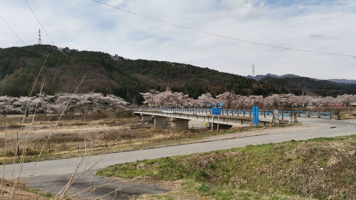 長井橋の反対側から見た大川沿いの桜並木