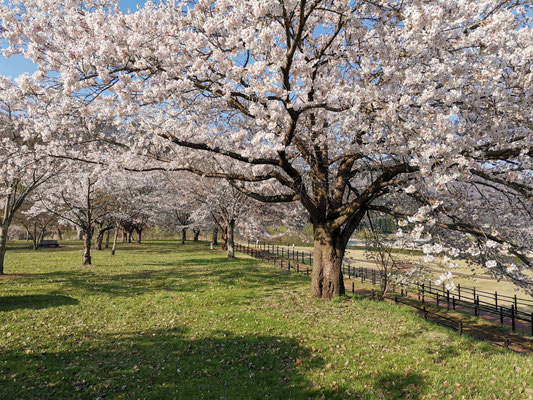 大川沿いの病院の公園？よくここでお花見をします。