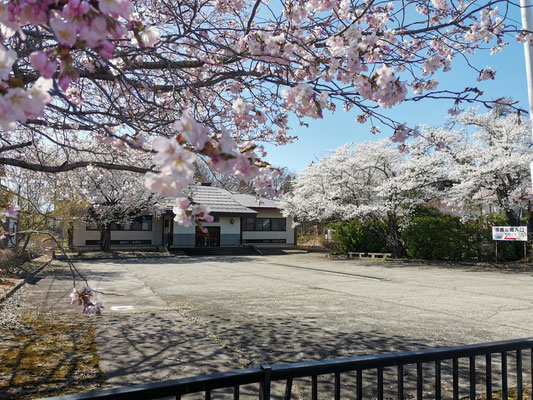 熊野神社・旧武道館の桜