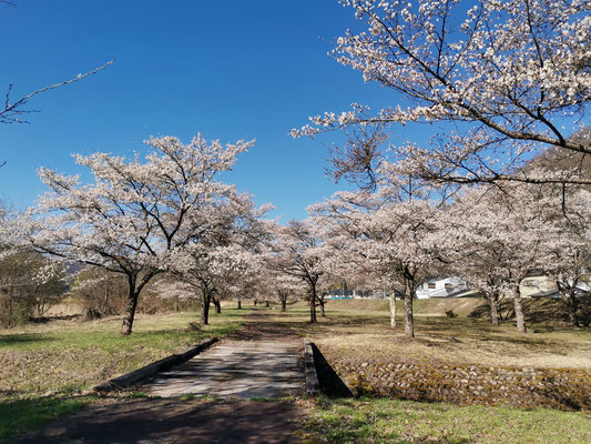 田島ドライビングスクール裏の河川公園の桜