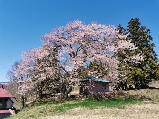 高野の種蒔き桜