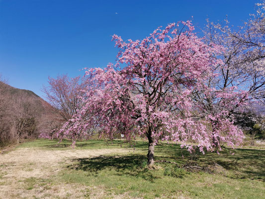 所々にピンクのしだれ桜があり、アクセントになっている。