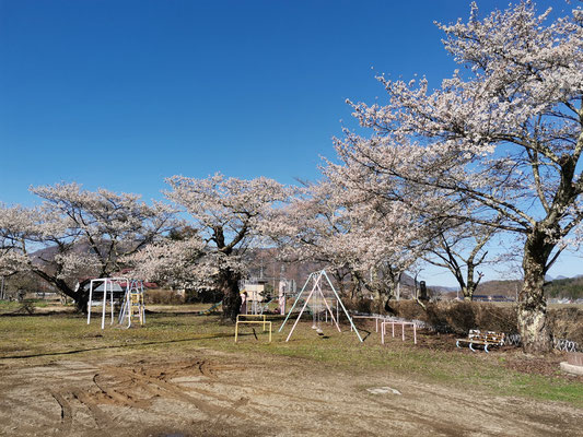 永田林業センターの桜