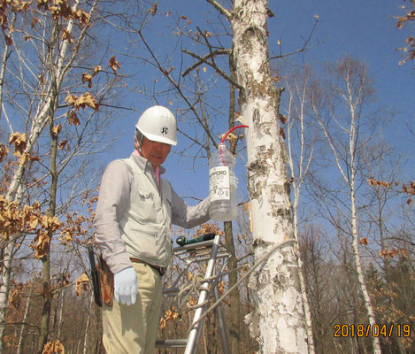 ４月　シラカンバ樹液採取体験会　樹液採取後は木栓で塞ぎます。