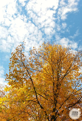 Herbst, Blauer Himmel, Birke