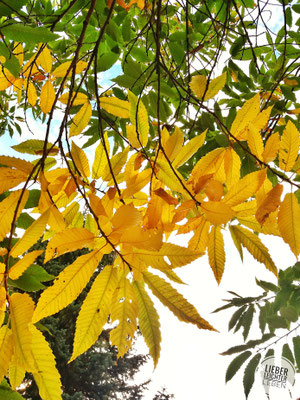 Herbst, Blätter, Esskastanie
