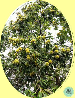 Esskastanien, Baum