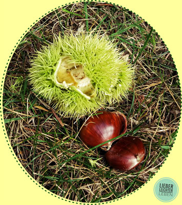 Esskastanien