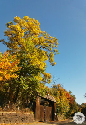Herbst, Bäume, Blauer Himmel, Mauer, Altes Tor