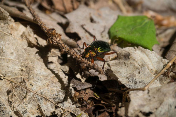 Wir waren nicht die einzigen Wanderer unterwegs im Urwald.