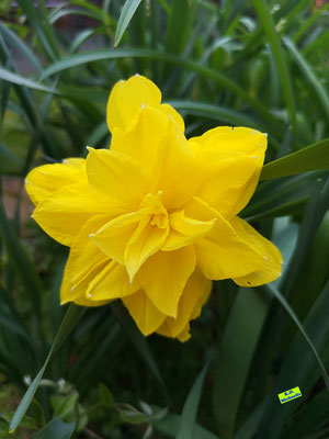 Blüte einer gefüllten gelben Osterglocke/Narzisse vor sattem Grün. Bild K.D. Michaelis