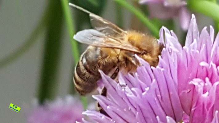 Seitliche Nahaufname einer Honigbiene der Kopf beim Nektartrinken in der rosa-violetten Schnittlauchblüte verschwindet. Bild K.D. Michaelis