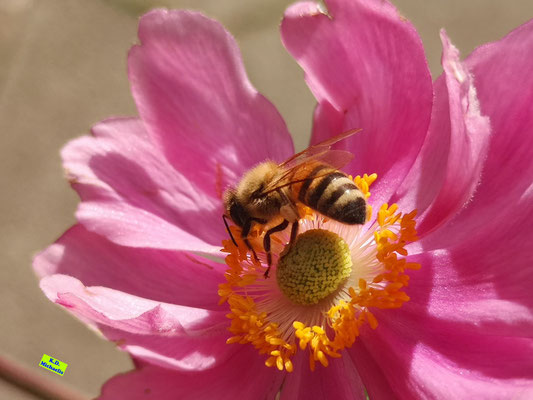 Nahaufnahme einer Biene beim Pollensammeln auf einer in der Sonne leuchtenden, pinkfarbenen Herbstanemone. Bild K.D. Michaelis