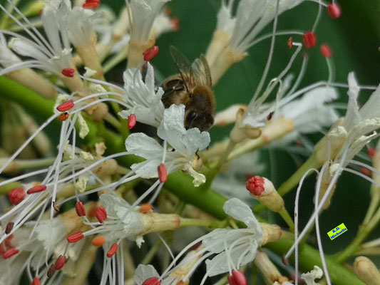 Nahaufnahme einer hungrigen Honigbiene auf den filigranen, weißen Strauchkastanien-Blüten mit ihren roten Pollenbeuteln. Bild K.D. Michaelis