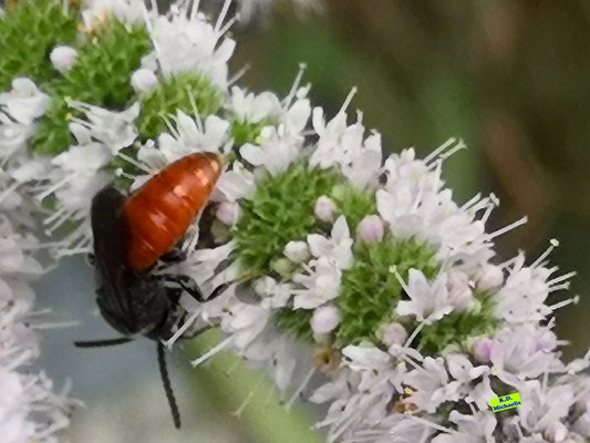 Draufsicht / Nahaufnahme einer wunderschönen Blutbiene (auch Buckelbiene genannt) mit ihrem kupferrot leuchtenden Hinterleib und dem restlichen schwarzen Körper auf den weißen Blüten einer Minze. Bild K.D. Michaelis 