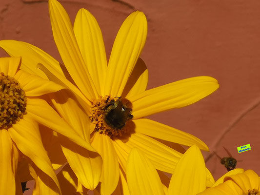 Eine Ackerhummel inmitten der sonnengelben Topinamburblüte und rechts daneben eine Honigbiene im Anflug auf die Blüten. Bild K.D. Michaelis