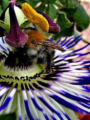 Sehr detailreiche Nahaufnahme einer Ackerhummel auf der geöffneten Blüte einer Passionsblume mit den purpurfarbenen Griffeln inkl. dunkelgelbem Pollensack im Garten von Marc Wettering