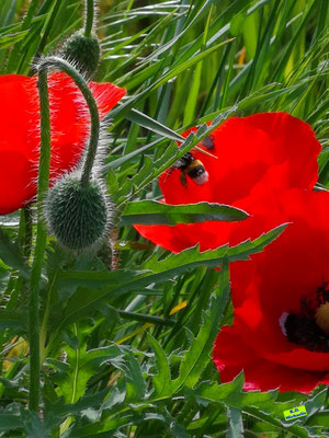 Große Erdhummel und rechts daneben eine kleine Wildbiene/Soliärbiene auf einer roten Klatschmohnblüte. Bild 20. Mai 2023 von K.D. Michaelis