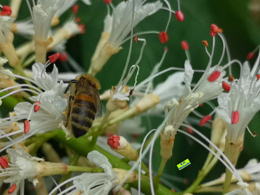 Nahaufnahme einer Biene / Honigbiene auf den wunderschönen, filigranen, weißen Strauchkastanien-Blüten mit ihren auffällig roten Pollenbeuteln. Bild K.D. Michaelis