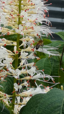 Weiße, riesige Blütenrispe mit roten Staubbeuteln einer Strauchkastanie vor sattgrünem Laub mit nektartrinkender Biene / Honigbiene. Bild K.D. Michaelis