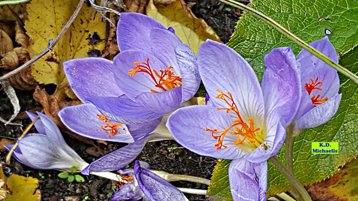 Blick ins Blüteninnere einiger leicht geäderter, lila Herbst-Krokusse mit ihren dunkel-orangen Staubgefäßen. Aufgenommen im Oktober. Bild K.D. Michaelis
