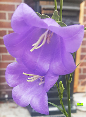 Nahaufnahme einer dunkel-lila Glockenblume mit zwei komplett geöffneten Blütenkelchen mit weißen Straubgefässen. Bild K.D. Michaelis