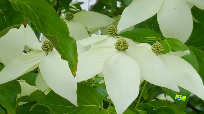 Nahaufnahme Japanischer/Chinesischer Blumenhartriegel/Blütenhartriegel: Große, weiße, spitz zulaufende Blüten und eher großen, hohen, hellgrünen Kugelblüten in der Mitte. Bild K.D. Michaelis