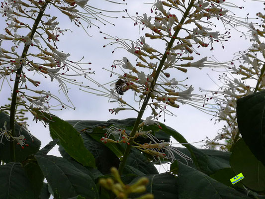 Drei weiße, riesige und trotzdem filigrane Blütenrispen mit roten Staubbeuteln einer Strauchkastanie über sattgrünem Laub mit nektartrinkender Biene / Honigbiene im Gegenlicht. Bild K.D. Michaelis