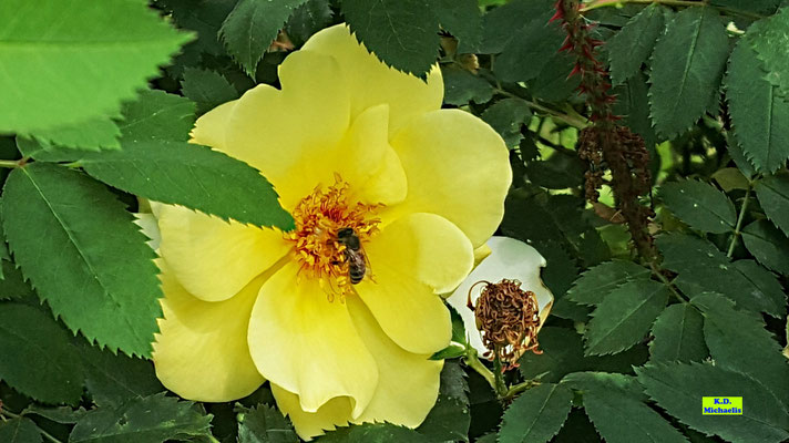 Gelbe Stockrose/Wildrose/Heckenrose mit Biene zu Besuch von K.D. Michaelis
