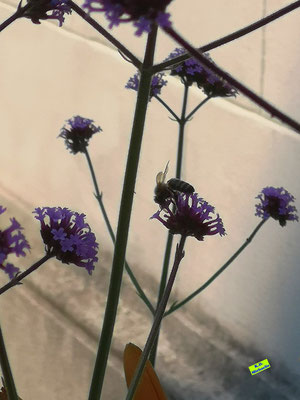 Seitenansicht einer Biene beim Nektarsammeln auf den kleinen, lila Blüten des Patagonischen/Argentinischen Eisenkrauts. Bild K.D. Michaelis