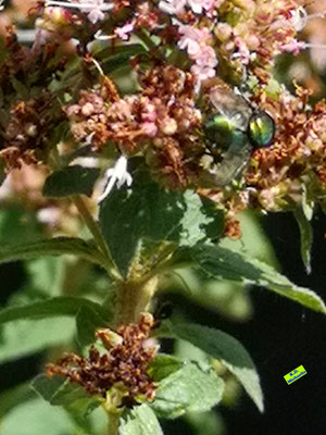 Gut getarnte im Sommersonnenschein metallischgrün schillernder Fliege beim Nektartrinken aus den kleinen, hellrosa Dostblüten/Oreganoblüten. Bild K.D. Michaelis
