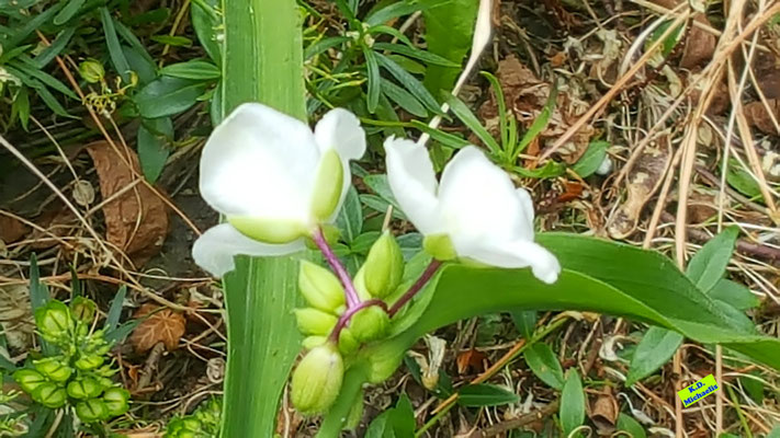 Vollständig geöffnete weiße Blüten der Garten-Dreimasterblume mit ihren grünen Blättern. Bild K.D. Michaelis