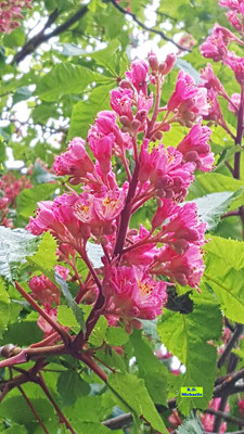 Nahaufnahme einer dunkelrosarote Kastanienblüte mit ihrem sattgrünen Frühlingslaub. Hannover im Frühlingssonnenschein. Ein Traum. Bild K.D. Michaelis