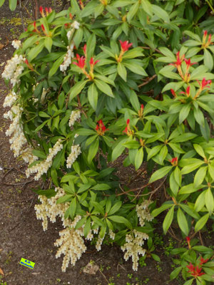 Ganzer Busch der Japanischen Lavendelheide (auch Schattenglöckchen genannt) mit weißen Glöckchen, feuerrotem Blatt-Neuaustriebs und älterem, grünen Laub. Bild K.D. Michaelis