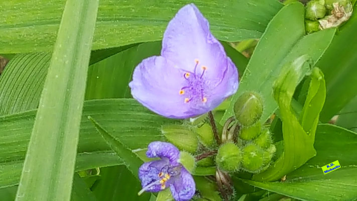 Vollständig geöffnete hellviolette Blüte der Garten-Dreimasterblume mit ihren grünen Blättern. Bild K.D. Michaelis