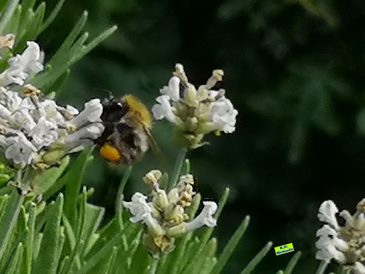 Nahaufnahme einer kleinen Wildbiene mit großen orangen Pollensäckchen beim Nektarsammeln auf weißem Lavendel. Bild K.D. Michaelis