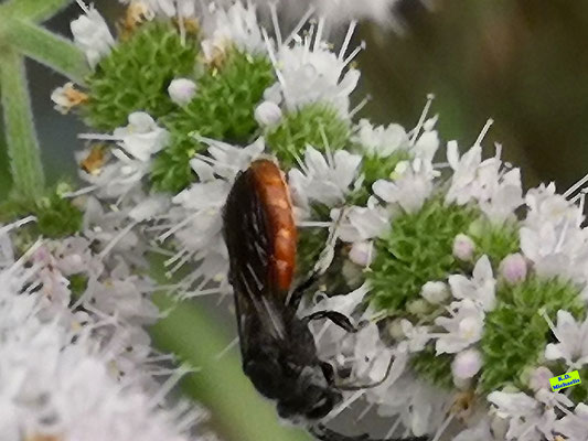 Seitliche Nahaufnahme einer wunderschönen Blutbiene (auch Buckelbiene) mit ihrem kupferrot leuchtenden Hinterleib und dem restlichen schwarzen Körper auf den weißen Blüten einer Minze. Bild K.D. Michaelis