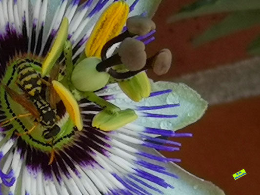 Nahaufnahme einer Wespe auf Nektarsuche auf der Blüte einer Blauen Passionsblume. Aufgenommen Mitte August 2022 von K.D. Michaelis.