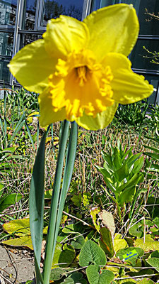 Nahaufnahme einer Vollständig geöffneten Blütenknospe einer rein gelben Osterglocke/Narzisse im Frühlingssonnenschein. Bild K.D. Michaelis