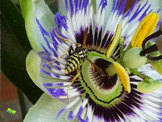 Nahaufnahme einer nektartrinkenden Wespe mitten auf der Blüte einer Blauen Passionsblume. Aufgenommen Mitte August 2022 von K.D. Michaelis.