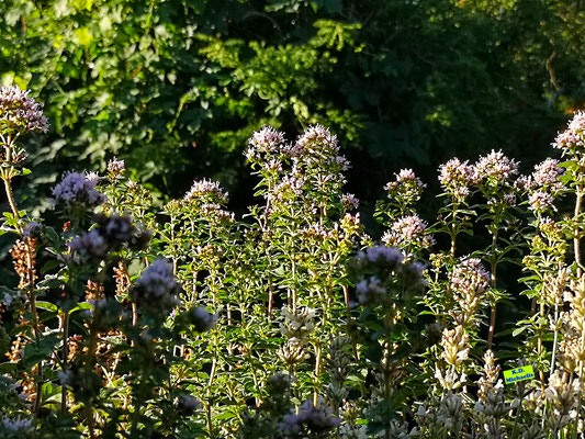 Die Oreganoblüten im Vordergrund stehen noch im Schatten, während die hinteren Dost-Blüten bereits leuchtendrosa in der Morgen-Sonne erstrahlen. Bild K.D. Michaelis