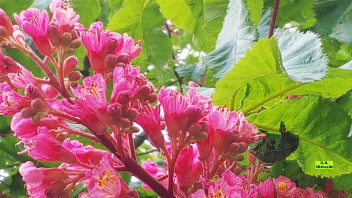 Nahaufnahme einer dunkelrosarote Kastanienblüte mit ihrem sattgrünen Frühlingslaub. Hannover im Frühlingssonnenschein. Ein Traum. Bild K.D. Michaelis