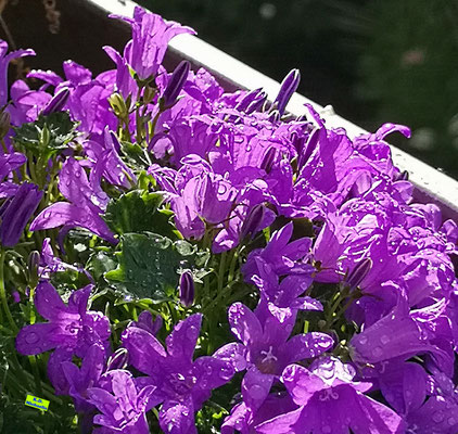 Zwerg-Glockenblume nach dem Regen am frühen Morgen im Sommersonnenschein mit glitzernden Wassertropfen auf den lila Blüten und den grünen Blättern. Bild K.D. Michaelis