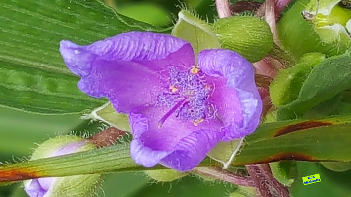 Vollständig geöffnete Blüte der Garten-Dreimasterblume in einem mittleren Violett mit ihren grünen Blättern. Bild K.D. Michaelis